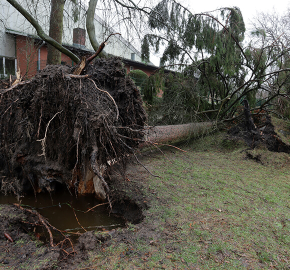 reliable tree removal