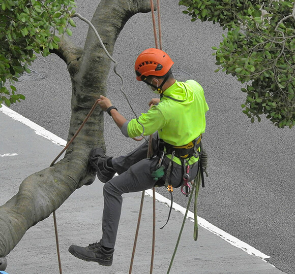 tree trimming
