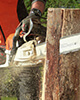 tree removal