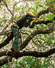 tree trimming