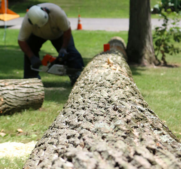 northville tree removal