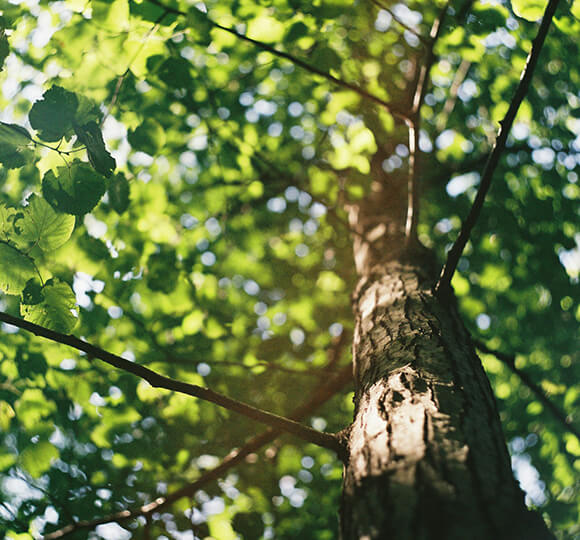 tree planting