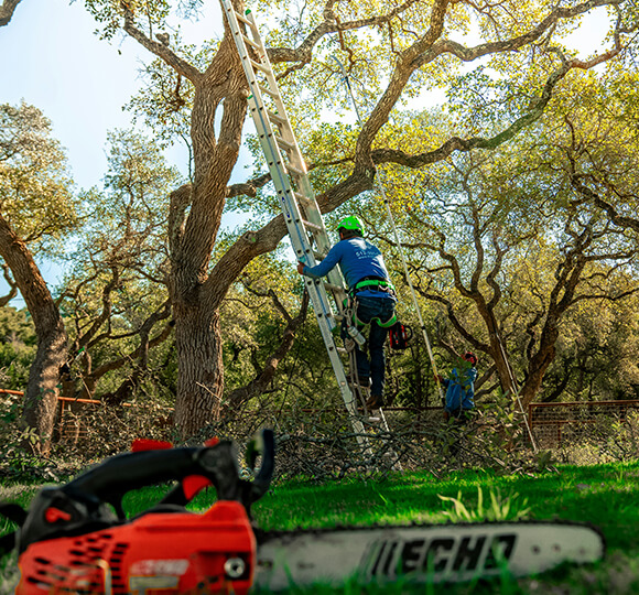 pruning in northville