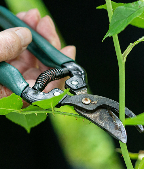 pruning in northville