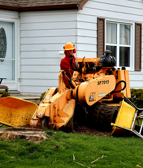 stump grinding