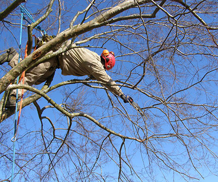 tree trimming