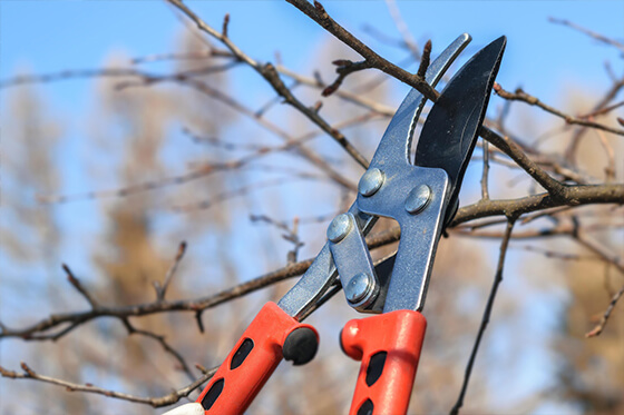 pruning in michigan