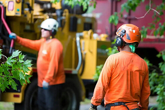 stump removal