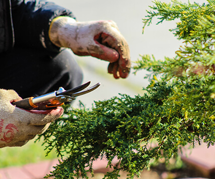 Shrub pruning and removal service