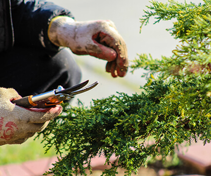 Shrub removal service