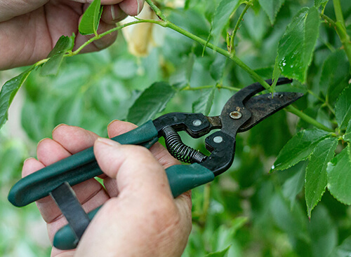 pruning in northville