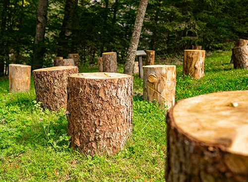 northville tree removal