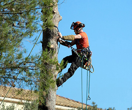 A man trimming a tree