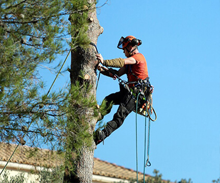 Someone trimming a tree