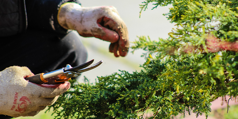 Shrub removal service