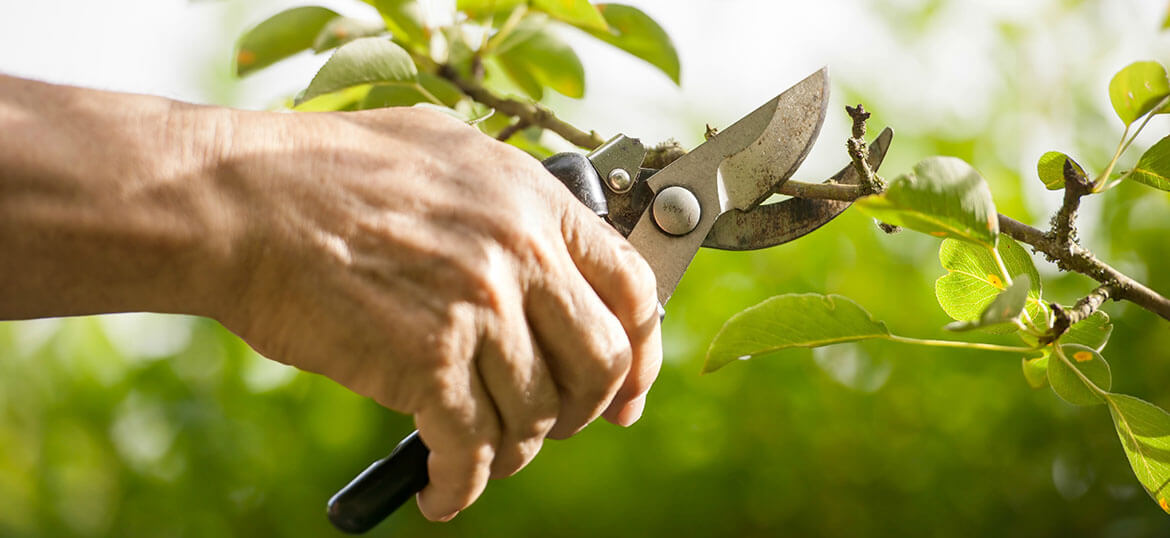 tree trimming service in Northville, Michigan