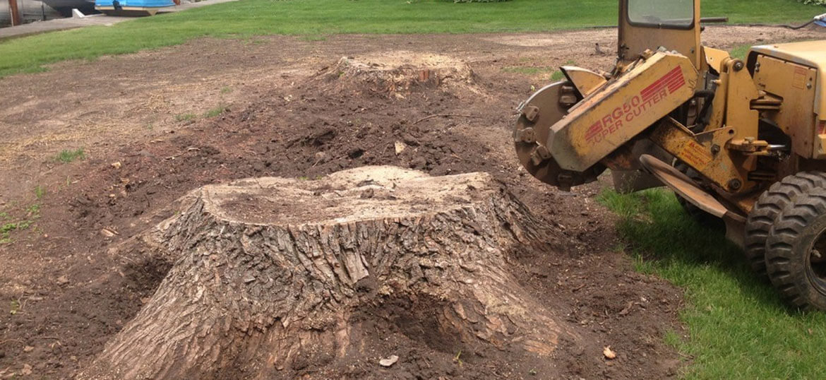 Tree removal and stump removal process